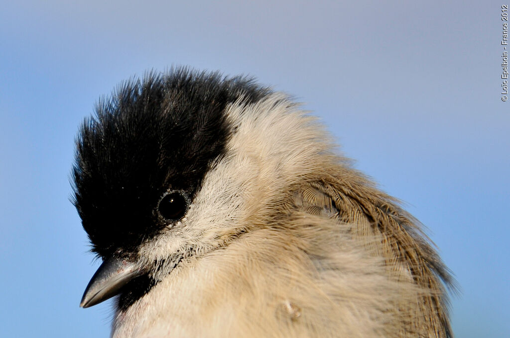 Marsh Tit