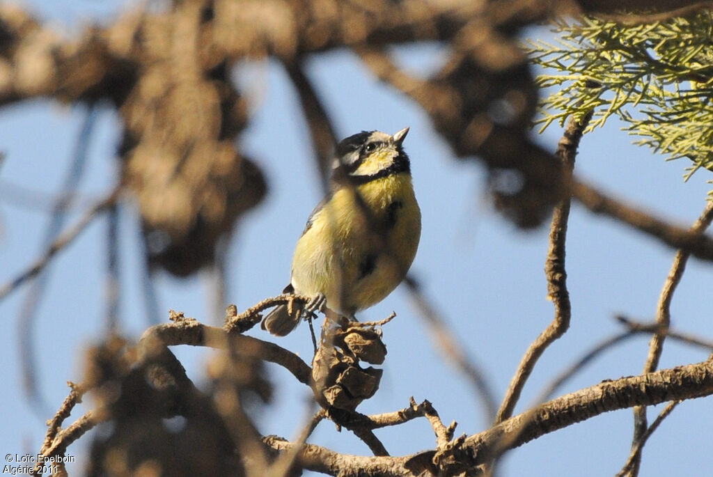 African Blue Tit