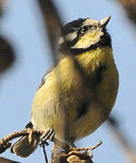 African Blue Tit