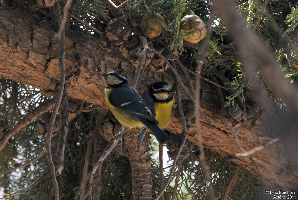 African Blue Tit