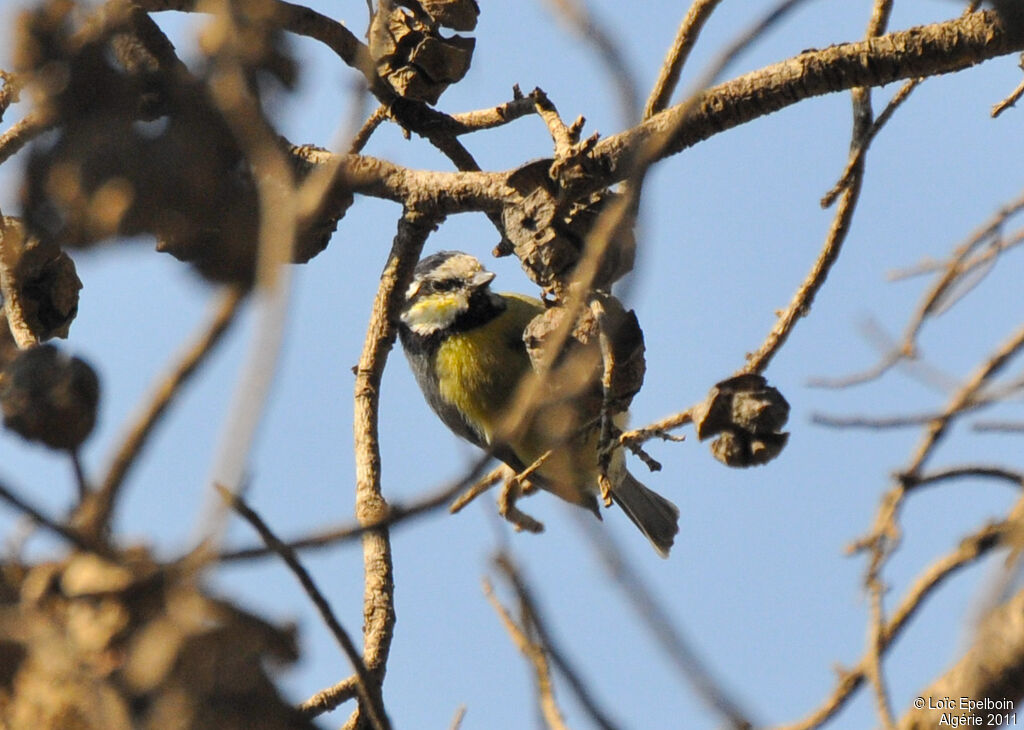 African Blue Tit