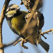 African Blue Tit