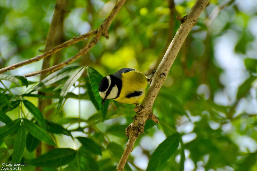 Mésange nord-africaine