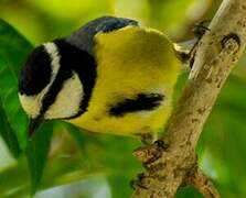 African Blue Tit