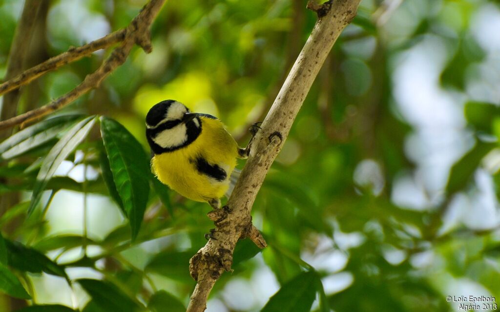 Mésange nord-africaine