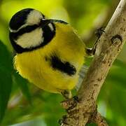 African Blue Tit