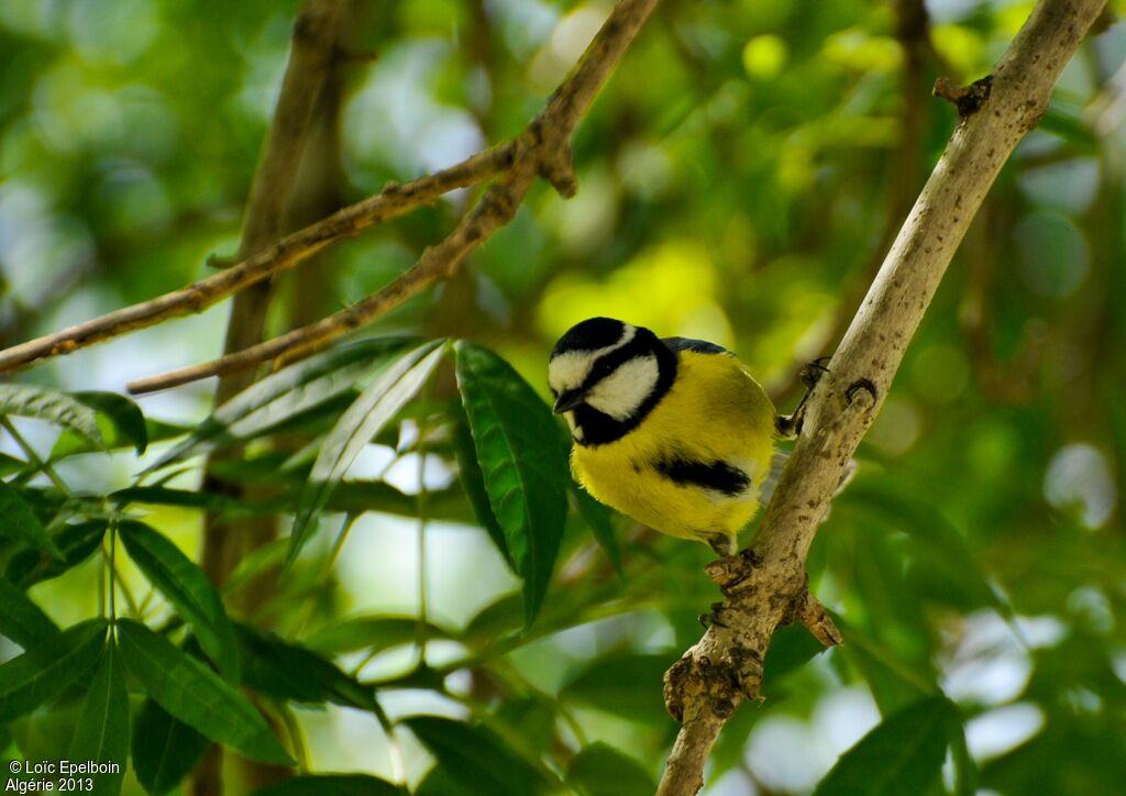 Mésange nord-africaine