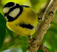 African Blue Tit