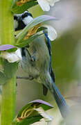 African Blue Tit