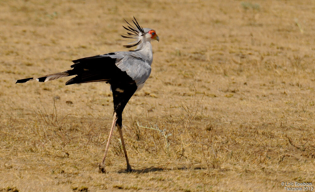 Secretarybird