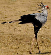 Secretarybird