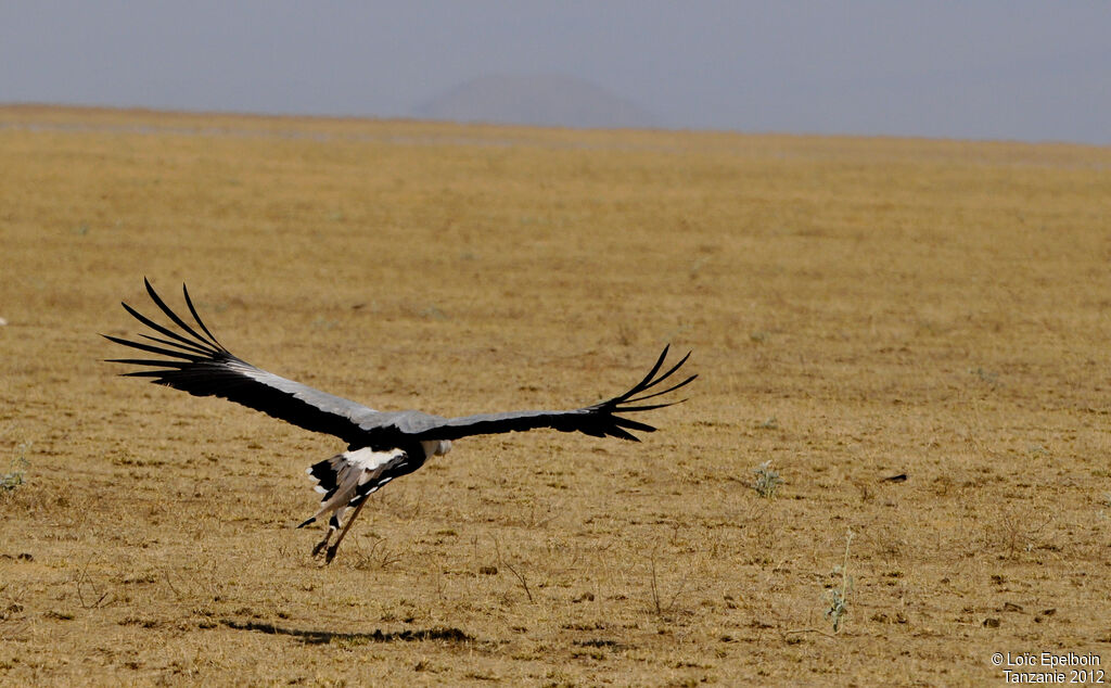 Secretarybird