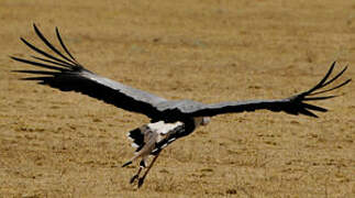 Secretarybird