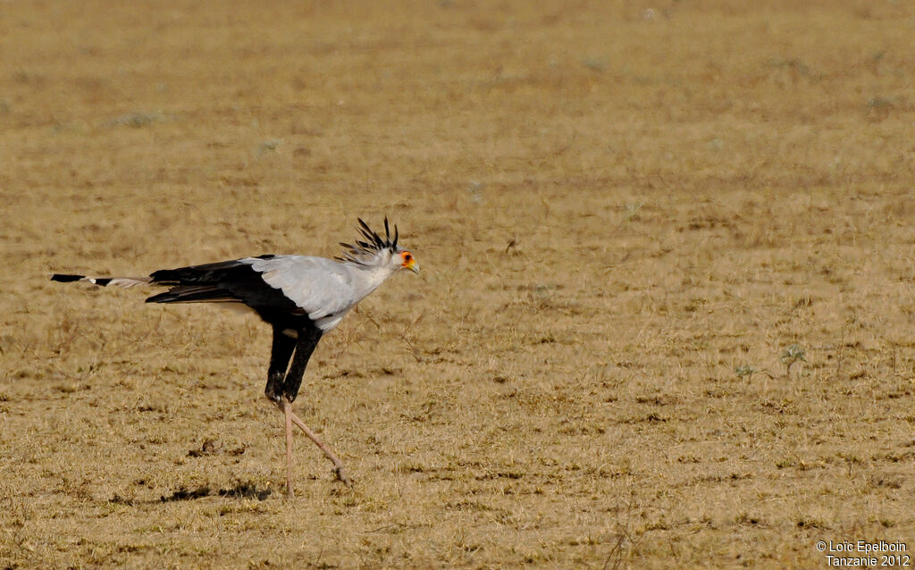 Secretarybird