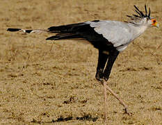 Secretarybird