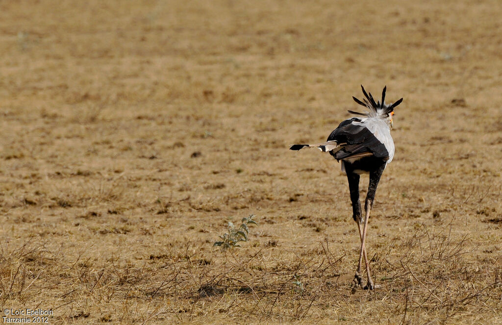 Secretarybird