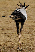 Secretarybird