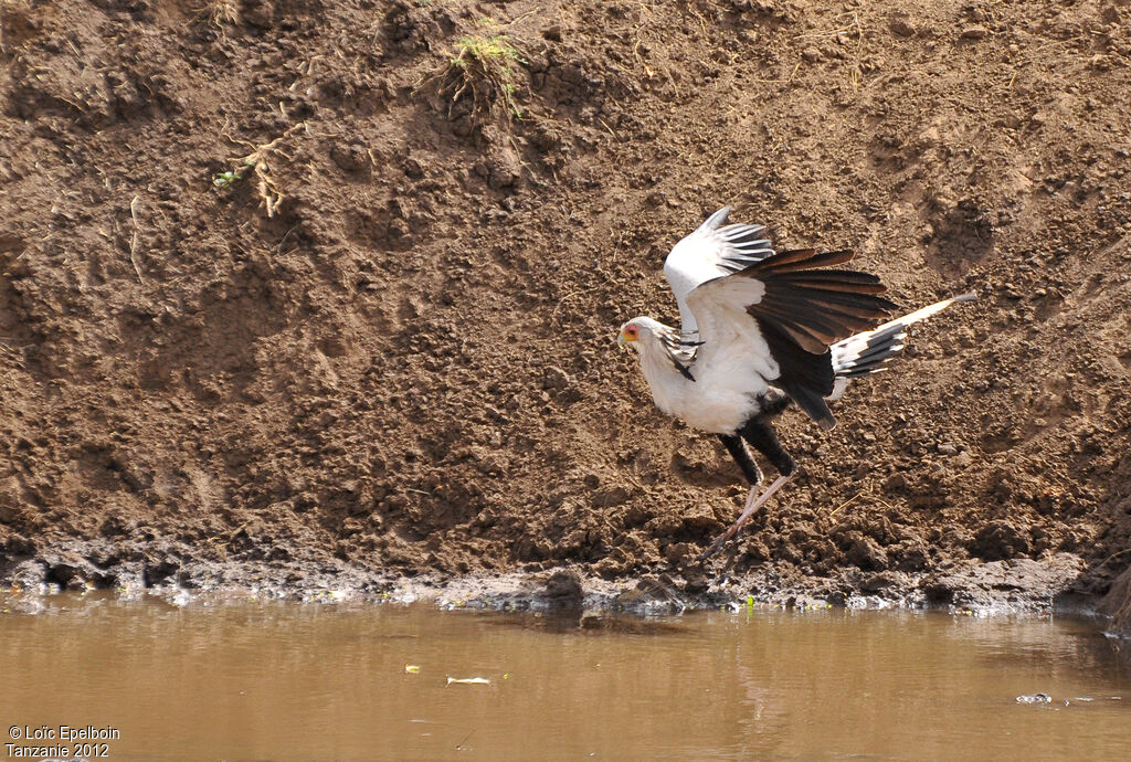 Secretarybird