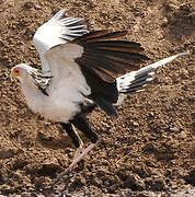 Secretarybird