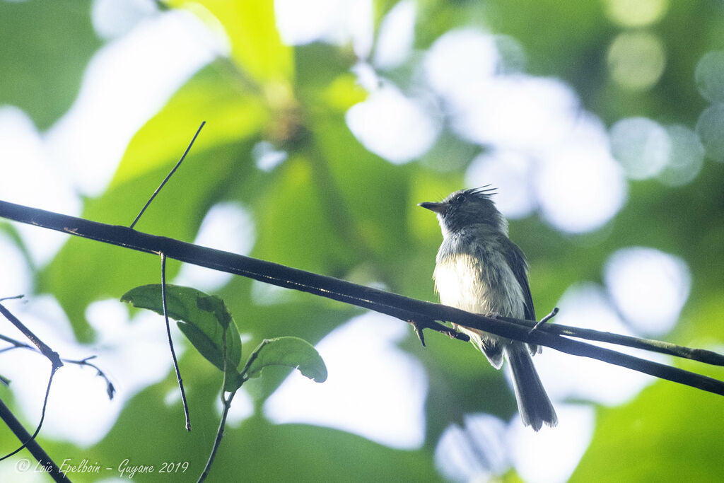 Helmeted Pygmy Tyrant