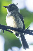 Helmeted Pygmy Tyrant