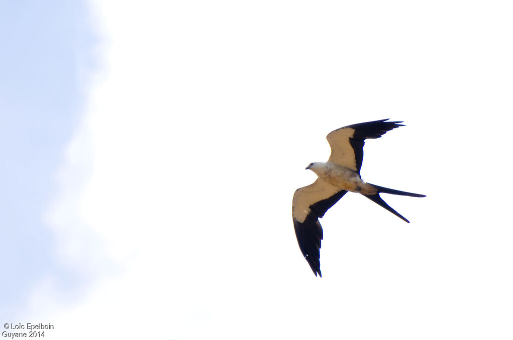 Swallow-tailed Kite