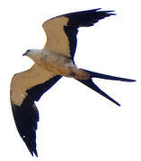 Swallow-tailed Kite