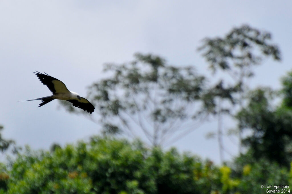 Swallow-tailed Kite