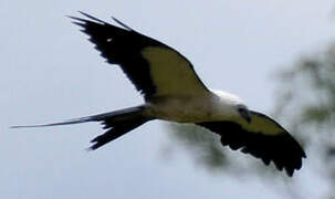 Swallow-tailed Kite