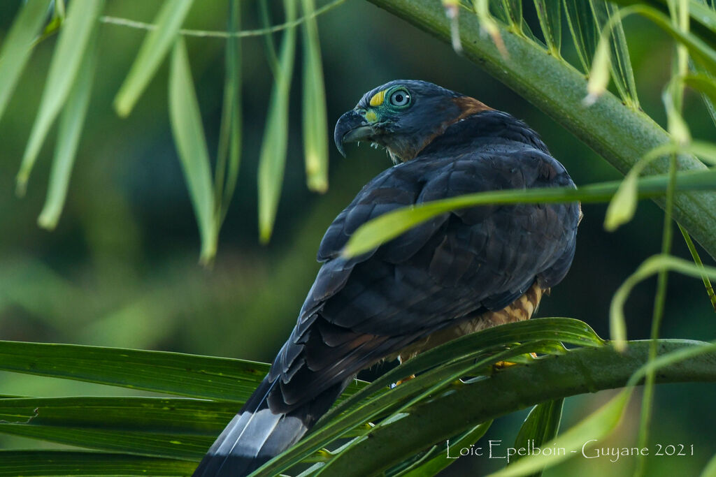 Hook-billed Kite