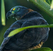 Hook-billed Kite