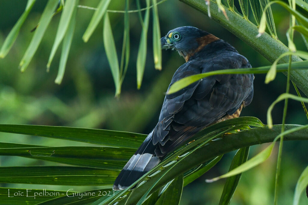 Hook-billed Kite