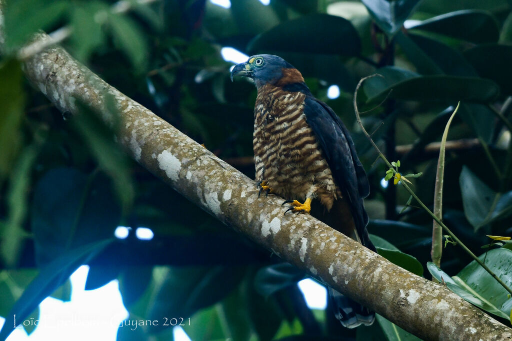 Hook-billed Kite