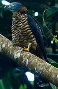 Hook-billed Kite