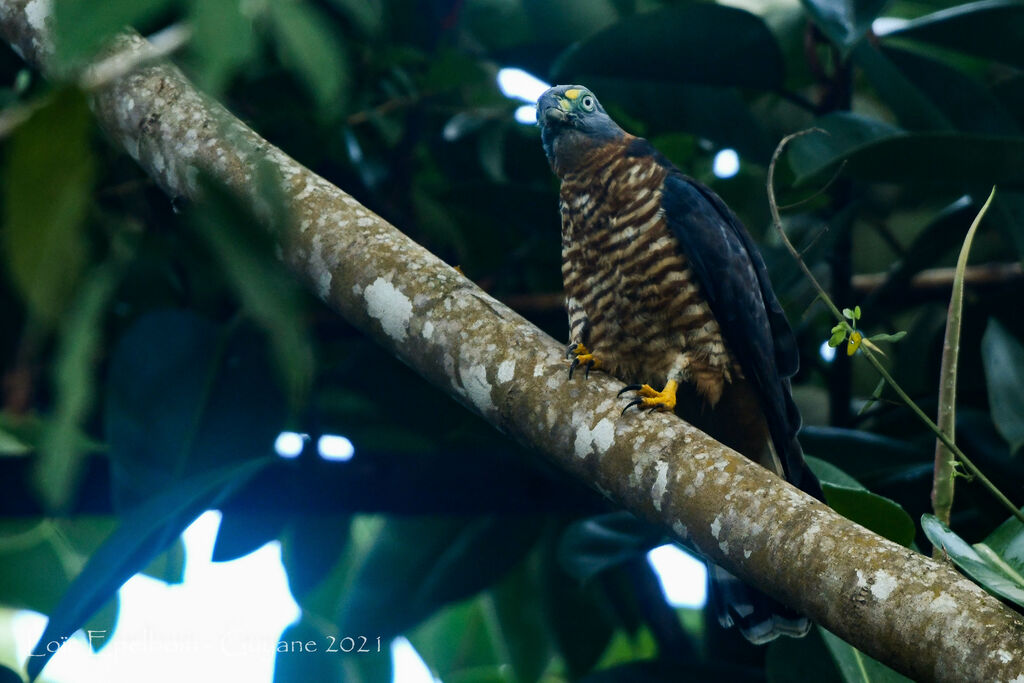 Hook-billed Kite