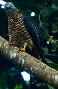 Hook-billed Kite