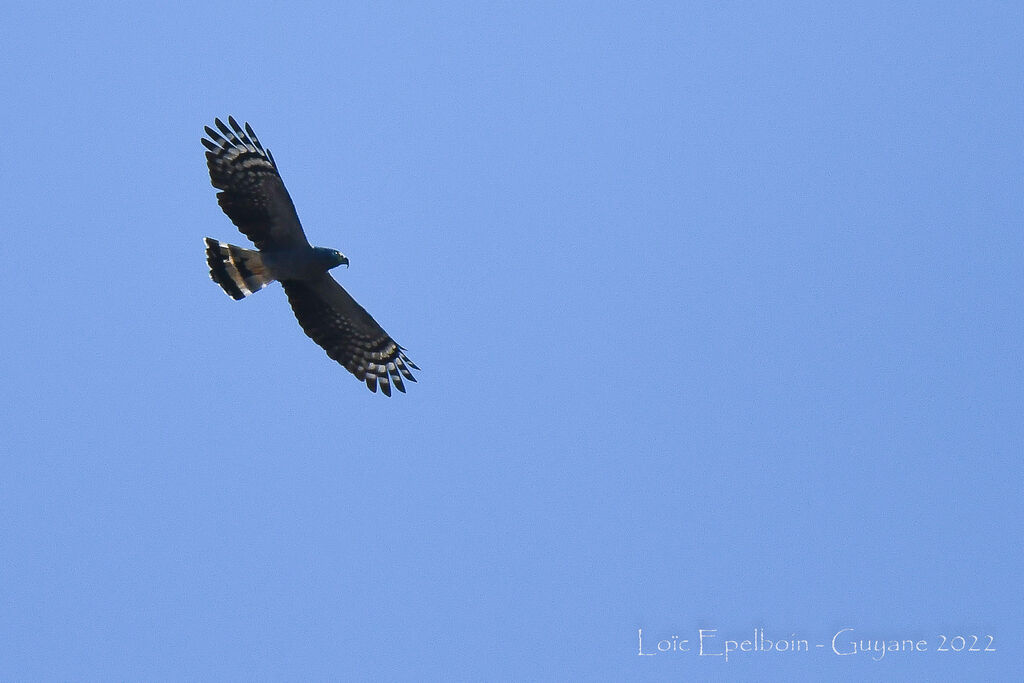 Hook-billed Kite