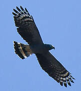 Hook-billed Kite