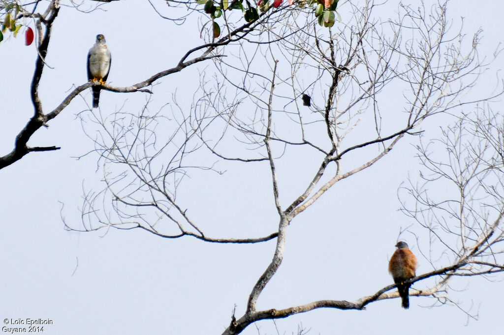 Double-toothed Kite