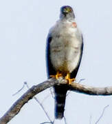 Double-toothed Kite