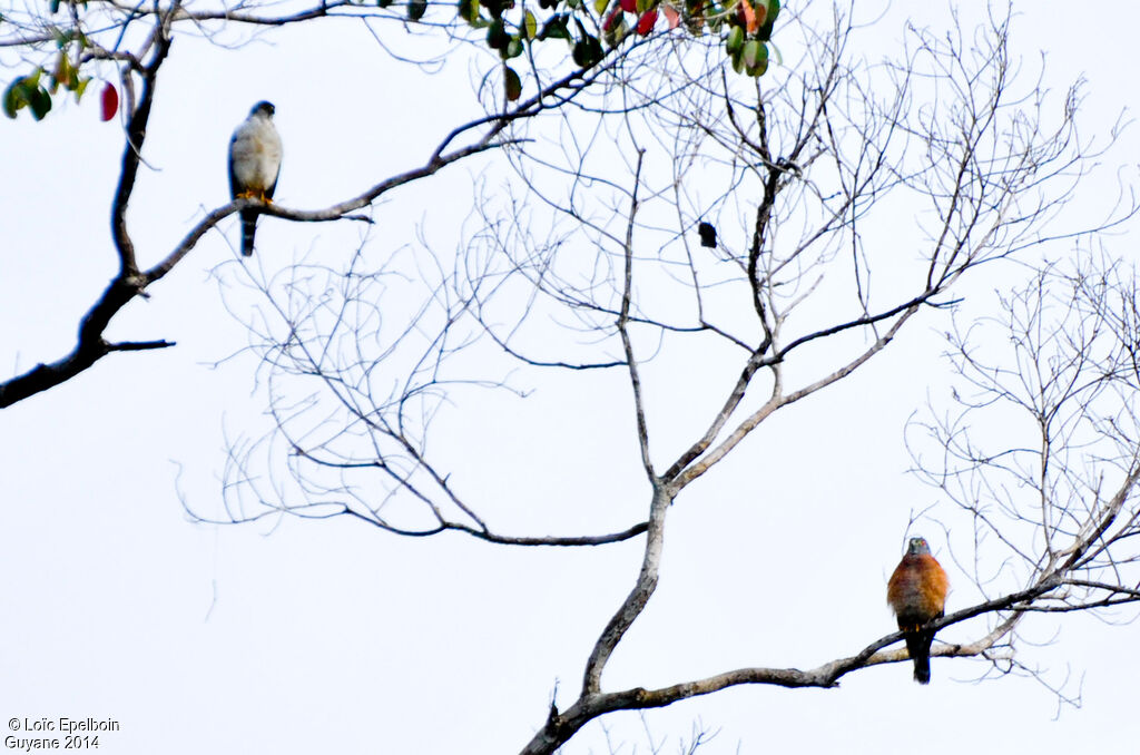 Double-toothed Kite