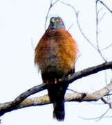 Double-toothed Kite