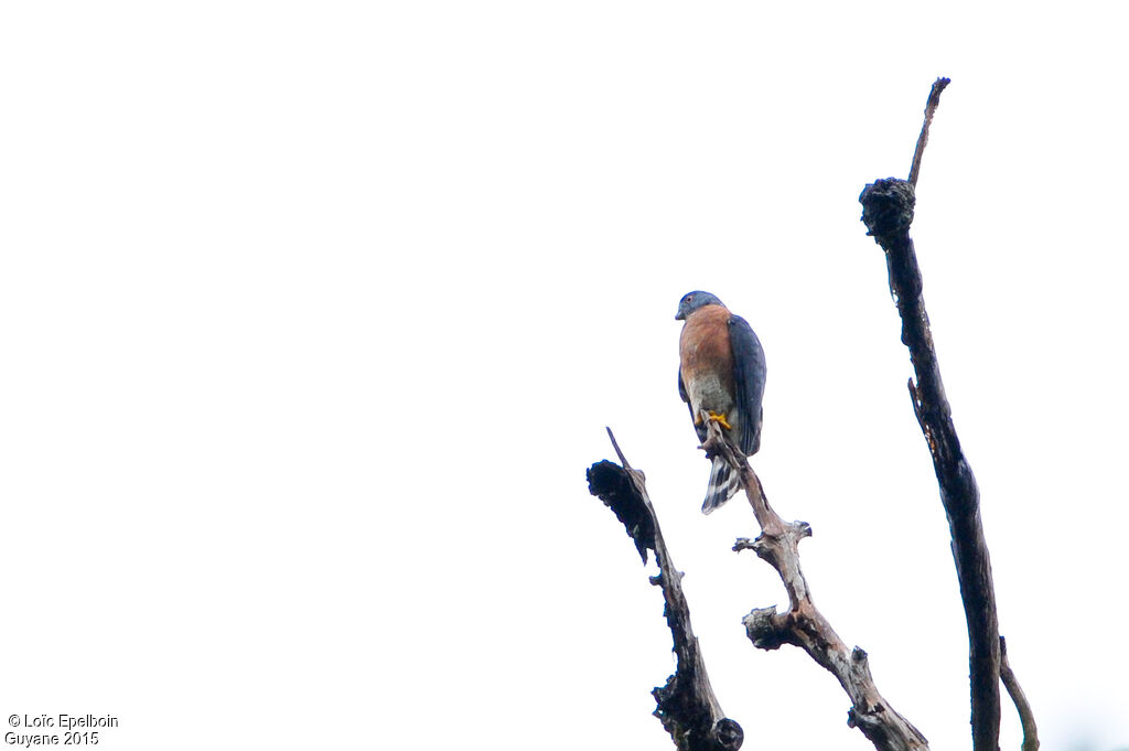 Double-toothed Kite