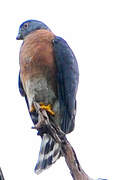 Double-toothed Kite