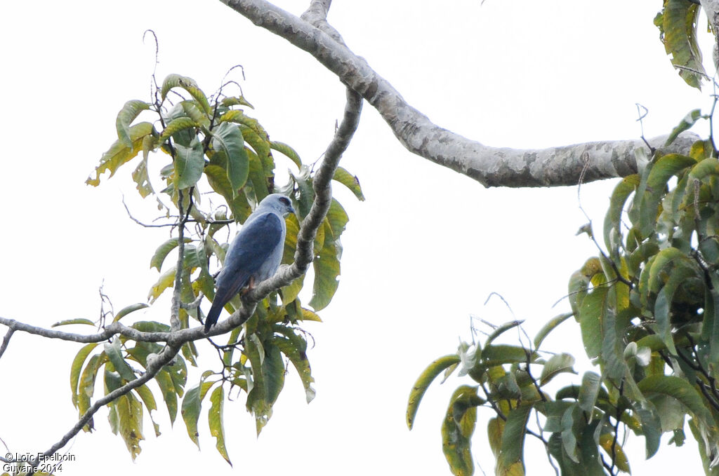 Plumbeous Kite