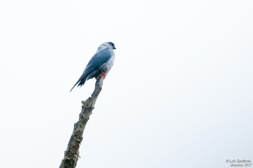 Plumbeous Kite