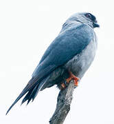 Plumbeous Kite