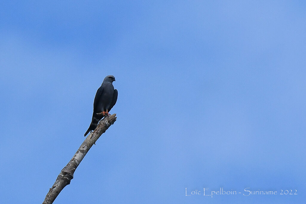 Plumbeous Kite