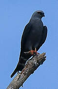 Plumbeous Kite