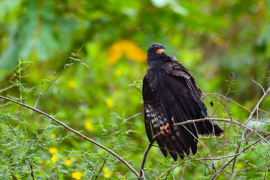 Snail Kite